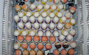 �{�Ă��q�i1140���j